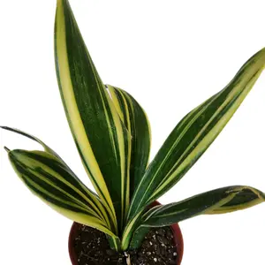 6" Sansevieria Flame Snake Plant Mother in law tongue Decorative Houseplant