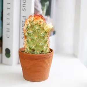 Mammillaria elongata 'Copper King'