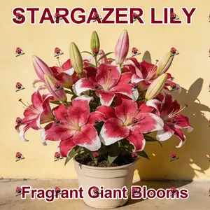 Starlily Bulb, Fragrant Pink White Flowers, Large Flower Lily, Easy to Grow Perennial Flower Bulb, Suitable for Home Garden Cut Flowers, USDA Hardy Zone 4-9