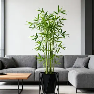 Lucky Bamboo Cypress Seeds – Easy to Grow Indoor Houseplants, Low Light Greenery for Home Décor and Feng Shui