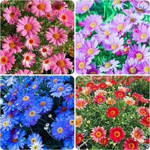1900 pyrethrum seeds, 10,000-year-old chrysanthemums, outdoor perennials, suitable for garden homes, attracting pollinators