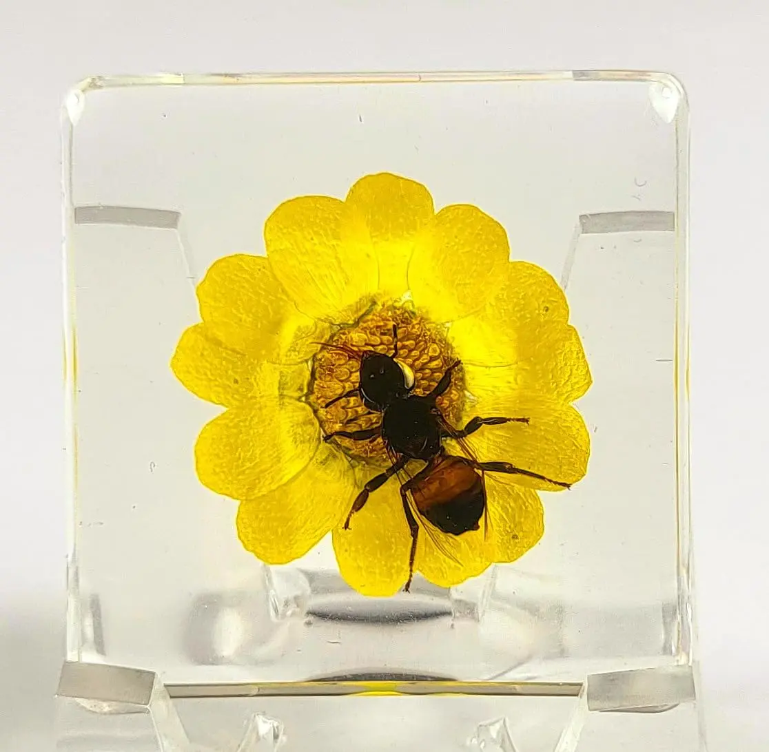 38mm Real Honeybee on Golden Flower in Small Crystal Clear Lucite Resin Decor Diorama Specimen Preserved Insect Taxidermy Crafts Collection for Biology Science Education Display