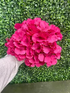 18 Inch Hot Pink Southern Hydrangea Bush