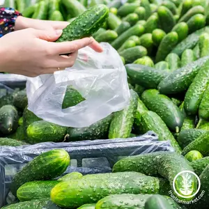 Cucumber Seeds - Marketmore 76 (Organic)