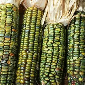 TomorrowSeeds - Oaxacan Green Dent Ornamental Corn Seeds -  Green Blue Gold Mix Indian Maize Native American Fall Popcorn Untreated Seed 2024