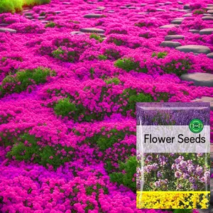2000pcs Creeping Thyme Seeds for Planting Perennial Ground Cover Plants Heirloom Flowers Non-GMO Thymus Serpyllum Seed