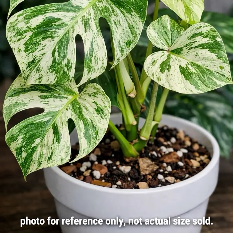 Monstera deliciosa ‘Mint’ | Tissue Culture | Grower’s Choice