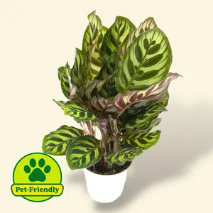 Calathea Peacock 4” - Pet Safe House Plant - Live Plant