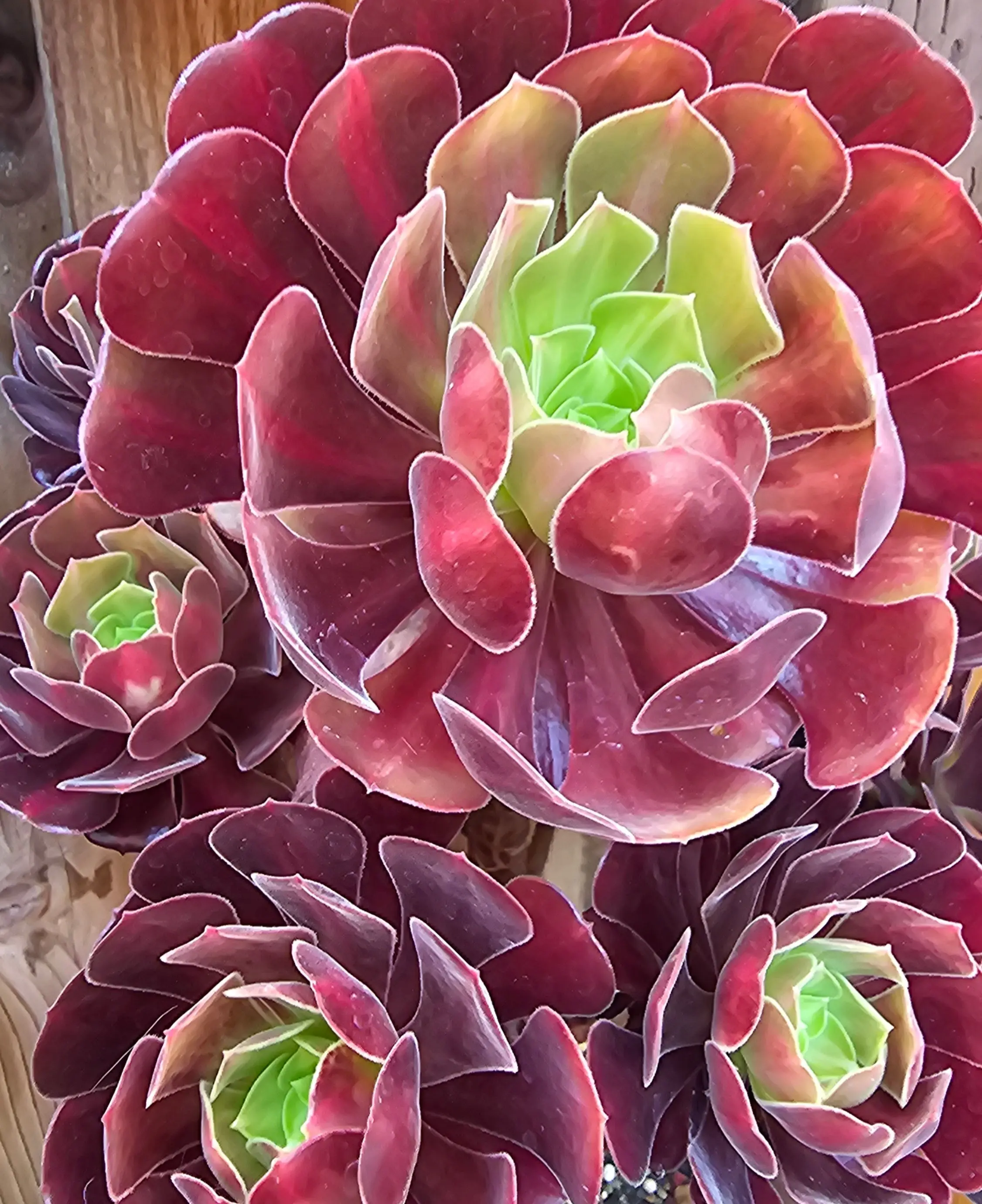 🏔️🔥 Aeonium Kilimanjaro Cuttings – The Bold Climber of the Succulent World 🔥🏔️- 2 Cuttings