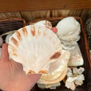 Real Shell Dish with Cute Real Shell Legs for Serving Sauces or Holding Jewelry Natural Coastal Decor