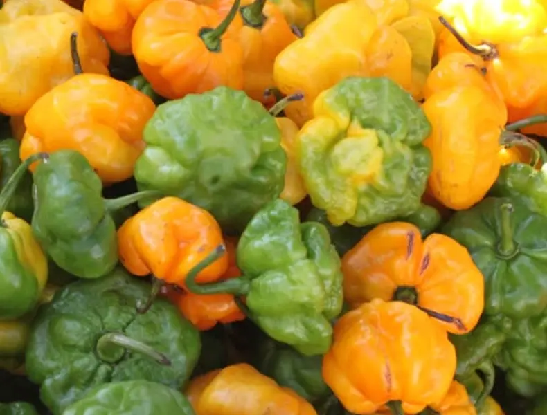 Jamaican Scotch Bonnet Hot Pepper 10-12ct