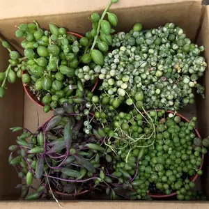 4 inch hanging plants 4 pack