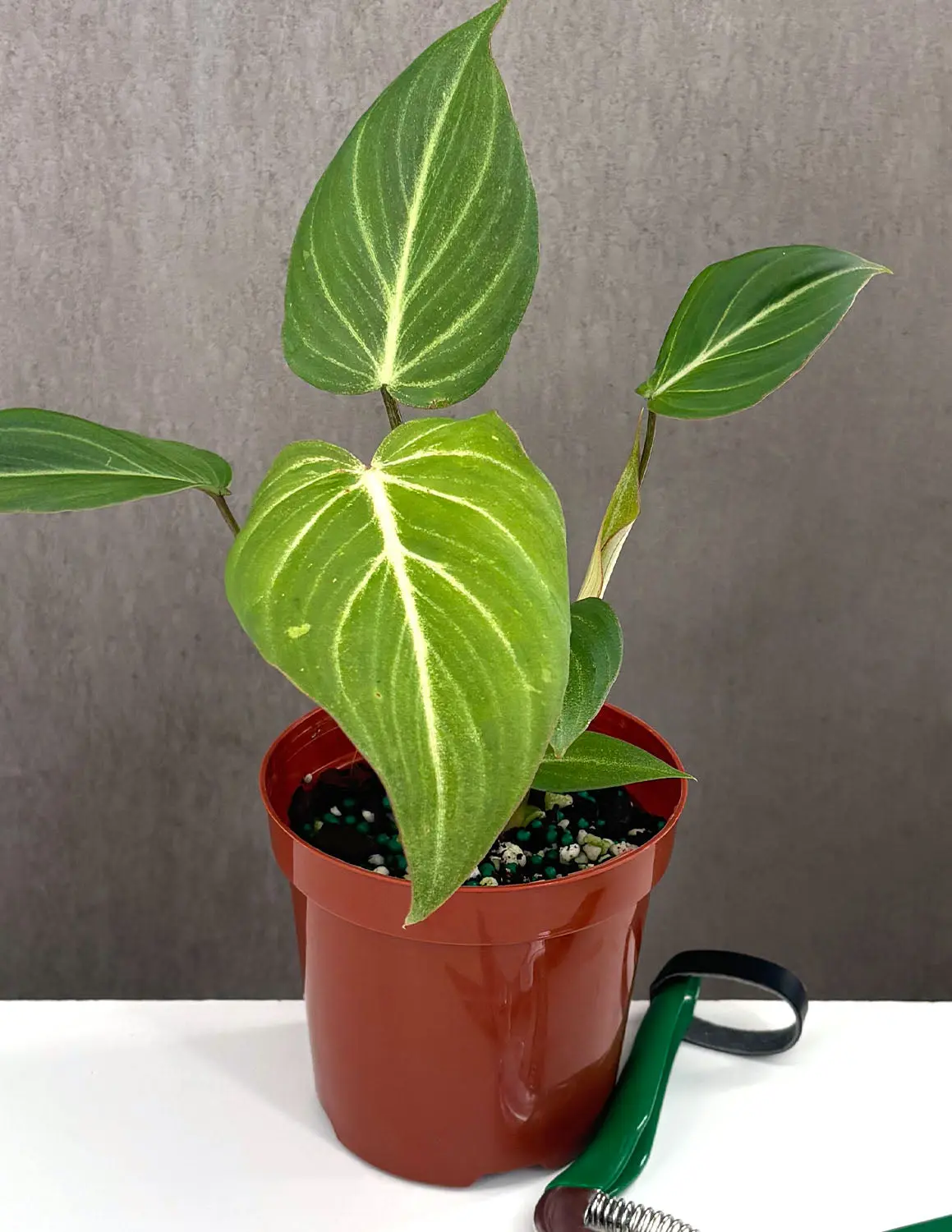 Philodendron Gloriosum