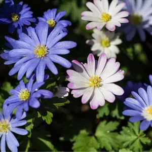 Blanda Anemone Flower Mixed Color Bulbs - Grow Your Own Windflowers