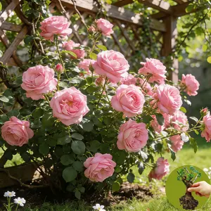 Pink Climbing Rose Starter Plant – Bare Root with Strong Roots, Outdoor Ready for Garden & Patio, Easy for Beginners