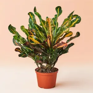 Variegated Croton Plant - Indoor Live Plant with, Multicolored & Patterned Leaves, Medium-sized, Outdoor Friendly during Summer, Beginner Friendly, Air Purifying, Bright Light Lover