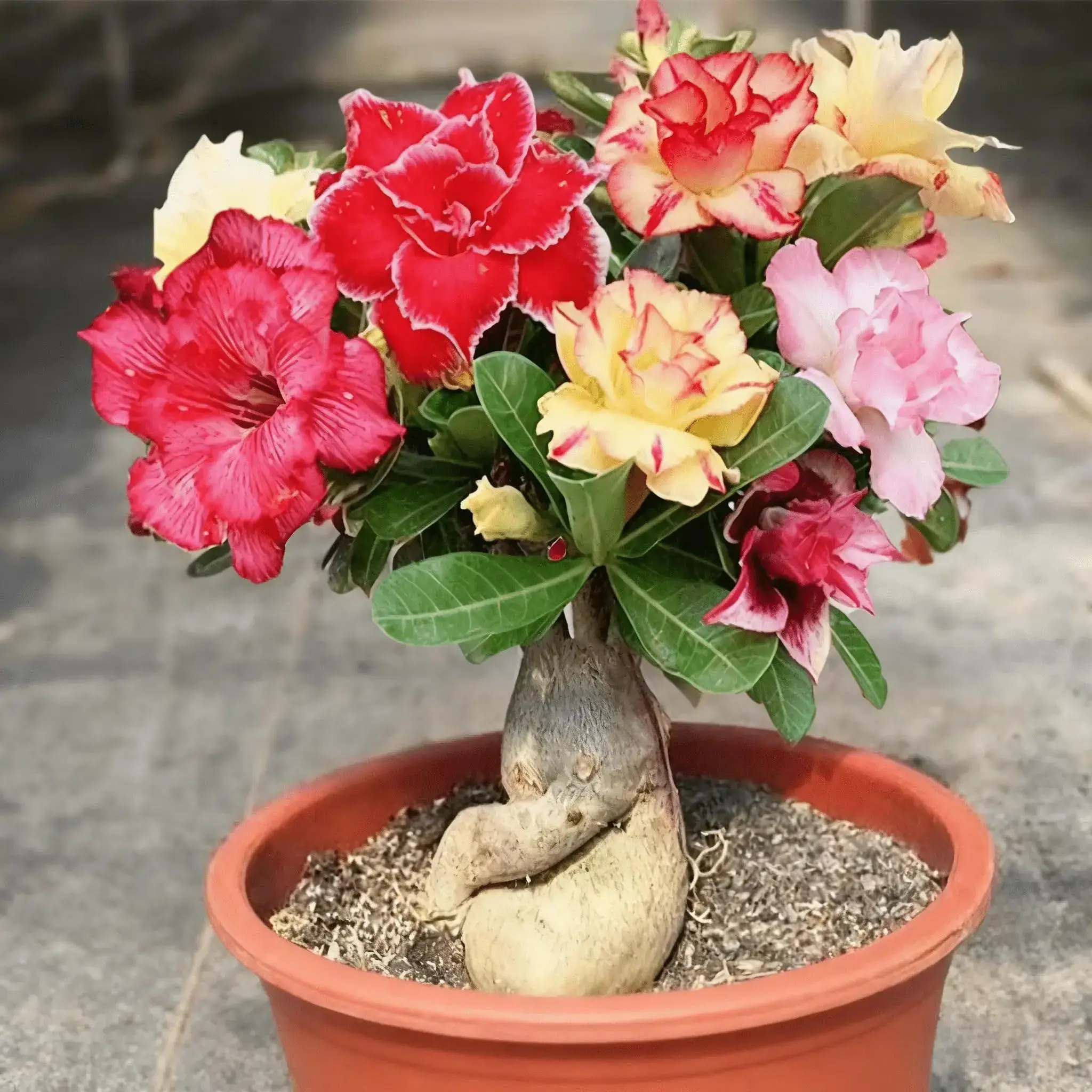 Multi-Color Double Adenium Obesum Bulbs | Drought Tolerant Desert Rose Potted Plant Multi-Color Double Adenium Obesum Bulbs | Drought Tolerant Desert Rose Potted Plant
