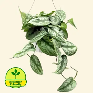 Scindapsus Exotica 6” - Hanging Low Maintenance Easy Care House Plant