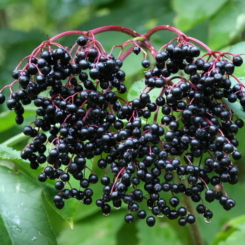 European Black Elderberry Seeds (Sambucus nigra) – Classic heirloom variety valued for immune-boosting berries; ideal for wines, syrups & natural hedgerows.