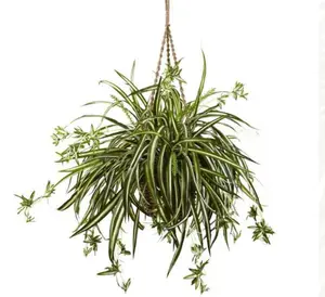 Spider Plant Spider Plant