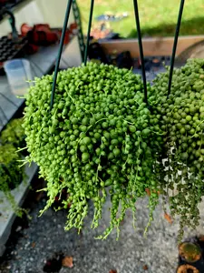 String of Pearls 6 inch hanging basket live succulent plant