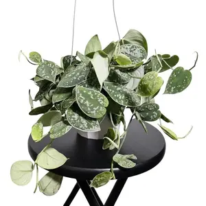 6" Scindapsus Pictus Argyraeus "Speckled Satin Pothos", Beginner Friendly Live Houseplant, Indoor Plant