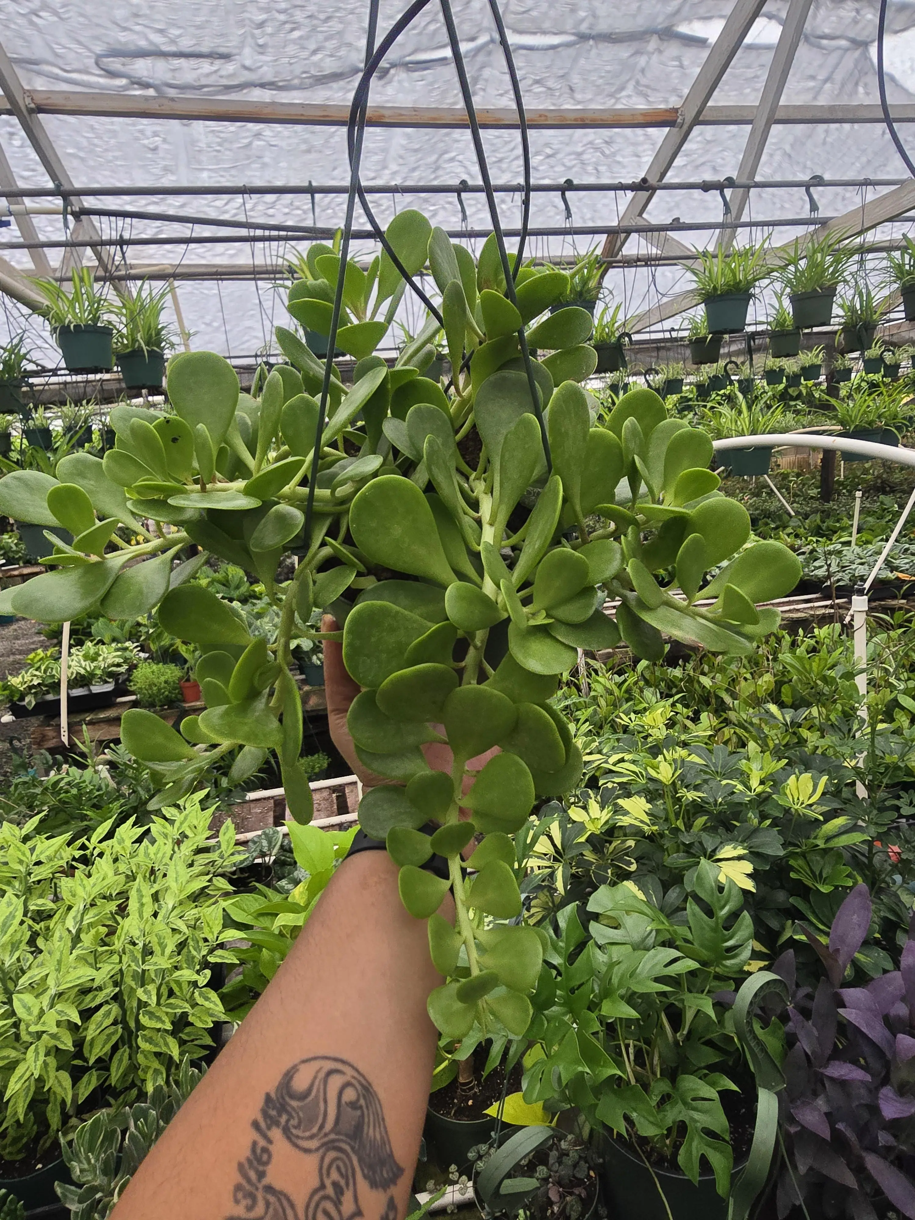 Trailing Jade 'Senecio jacobsenii'