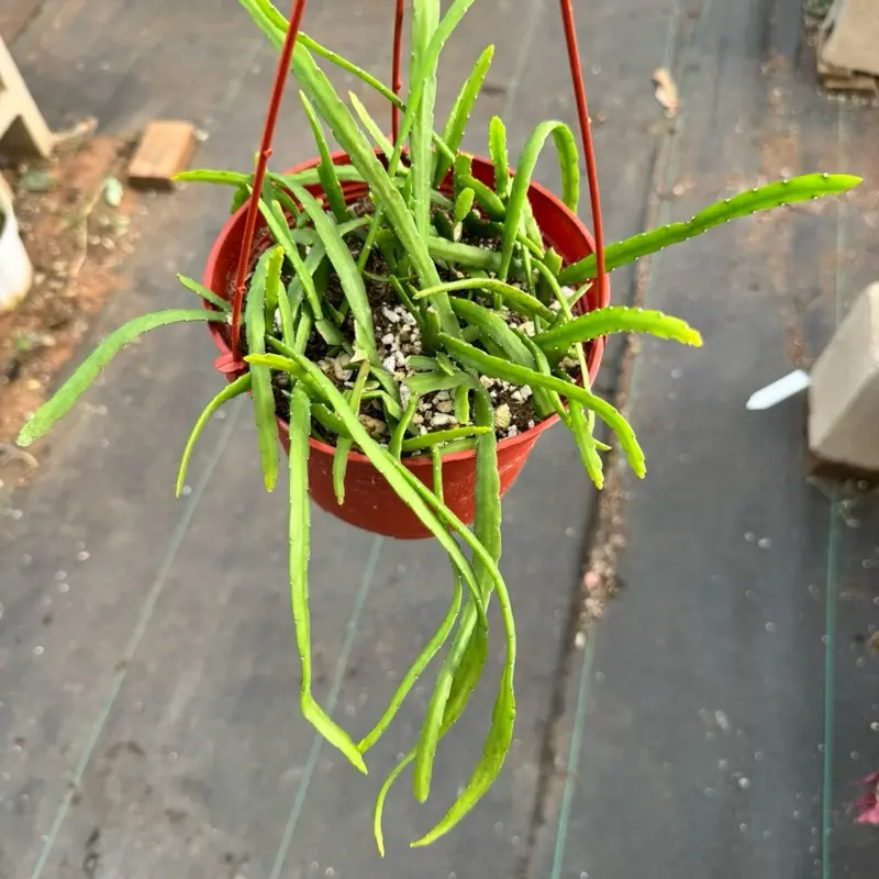 Rhipsalis Boliviana 6 inch pot  Plant