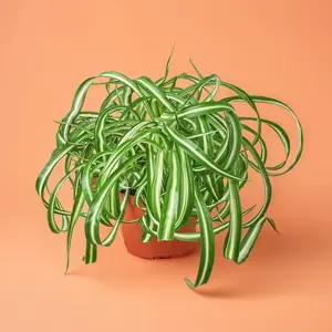 Spider Plant Bonnie - Indoor Live Plant, Curly Arching Leaves with White Center Streaks, Medium, Air Purifying & Easy Caring, Bright Light Lover