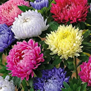 2000+ Pcs China Aster Seed Mix Multicolor Seeds for Planting