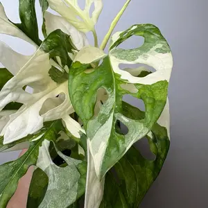 Rare variegated Monstera Adansonii mint pot Interior Plant for Indirect Bright Light