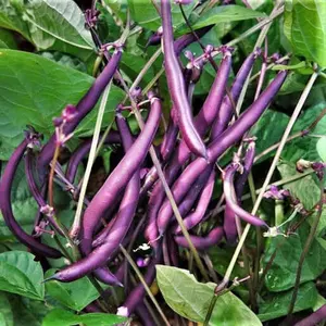 TomorrowSeeds - Royal Burgundy Bean Seeds -  Non GMO Beetle Resistant Purple Violet Green Stringless Beans Vegetable Seed 2024 Season