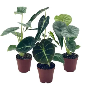 BubbleBlooms Alocasia Assortment Set, 2 inch pots, 4 Different Alocasias Frydek, Black Velvet, Silver Dragon, Maharani, Regal Shield, Bambino
