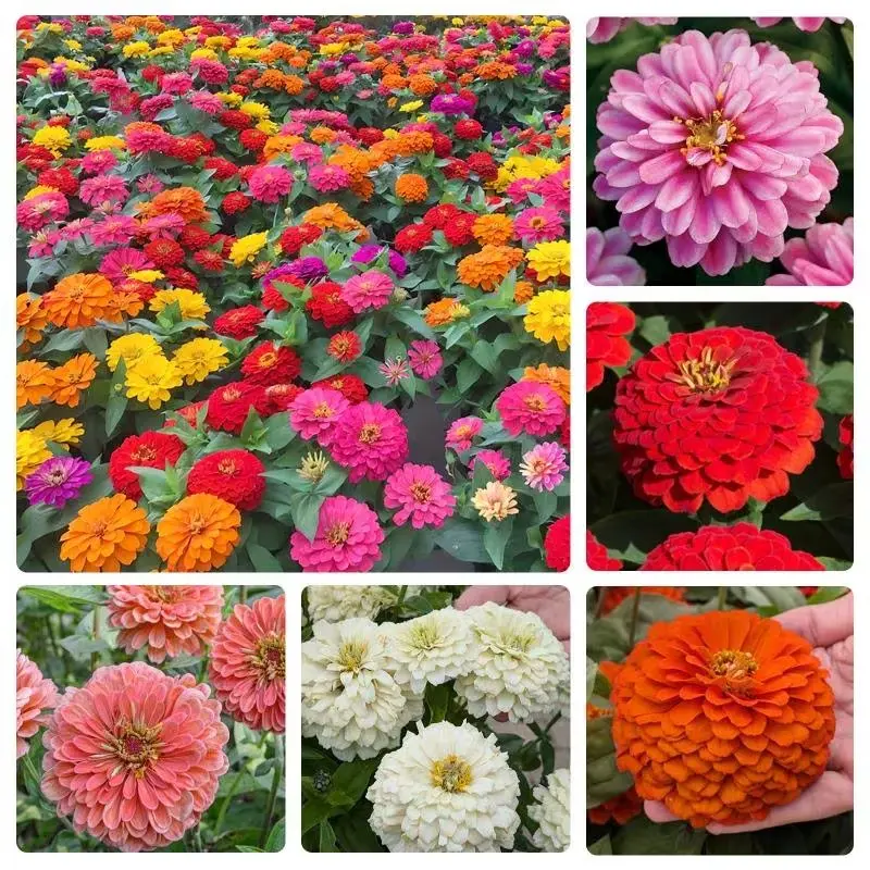 Zinnia Seeds for 2026 - California Giant Mix - 1000Pcs Plant Wildflower Blooms Bulk Seeds for Planting Flowers Outside - Pollinator Gardens