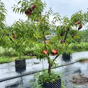Peach live tree seedlings, cold-resistant ornamental fruit tree seedlings, suitable for potted plants, flower beds and garden decoration