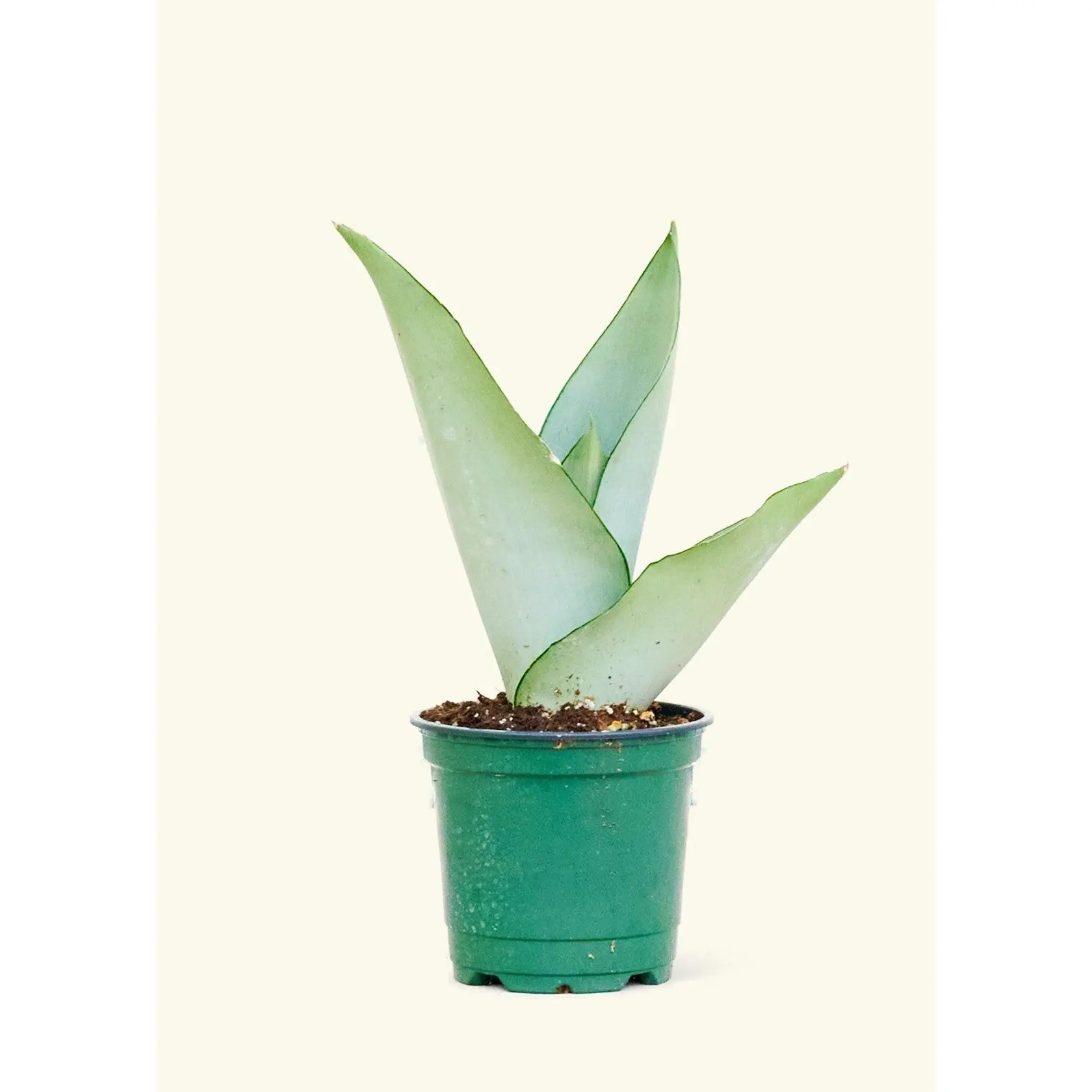 Moonshine Snake Plant