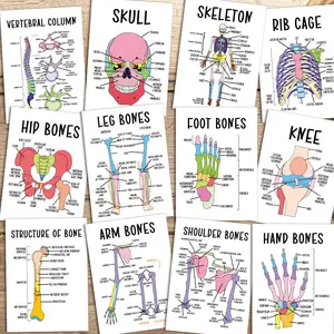 12pcs Bone Anatomy Flashcards, Human Skeleton Diagram Cards - Interactive Learning with Labeled Bones Chart for Medical Students, Doctors, Nurses - Bone Anatomy Study Cards, Nursing Flashcards