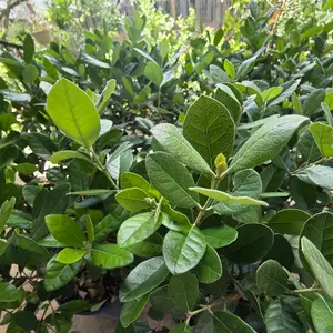 Pineapple Guava (Feijoa) Live Fruit Tree | Edible & Evergreen