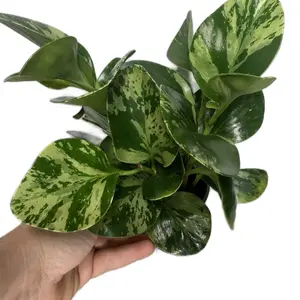 4” Peperomia ‘Marble’ | Pet-safe