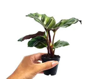 Calathea Fasciata : Indoor Plants - Easy Care Houseplant - Starter Plant ,Live Indoor, Easy to Grow - Beginner Plant- 2" Pot inches