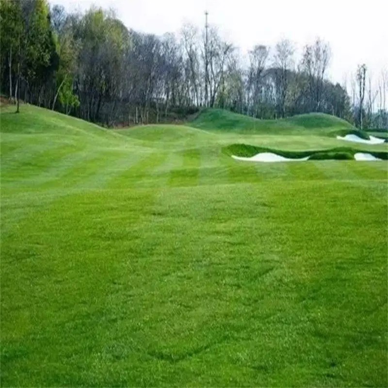 Ideal for Golf Courses: 400,000 Seeds for a Quick, Dense Carpet Lawn that Withstands Every Season.