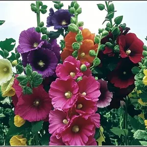 200 Mixed Color Hollyhock Seeds for Planting, Non-GMO Tall Flower Seeds, Easy to Grow Garden Flower Seeds, Suitable for Outdoor Garden, Seeds Only Not Live Plants
