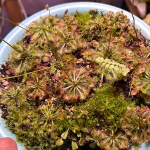 Sundew spatula carnivorous plant