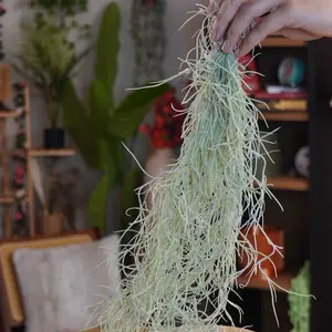 Spanish Moss Bundle - 10” Clump