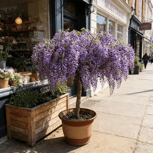Wisteria seedlings, climbing Wisteria, suitable for gardens, easy to climb, garden flower wall scene, blooming green plants