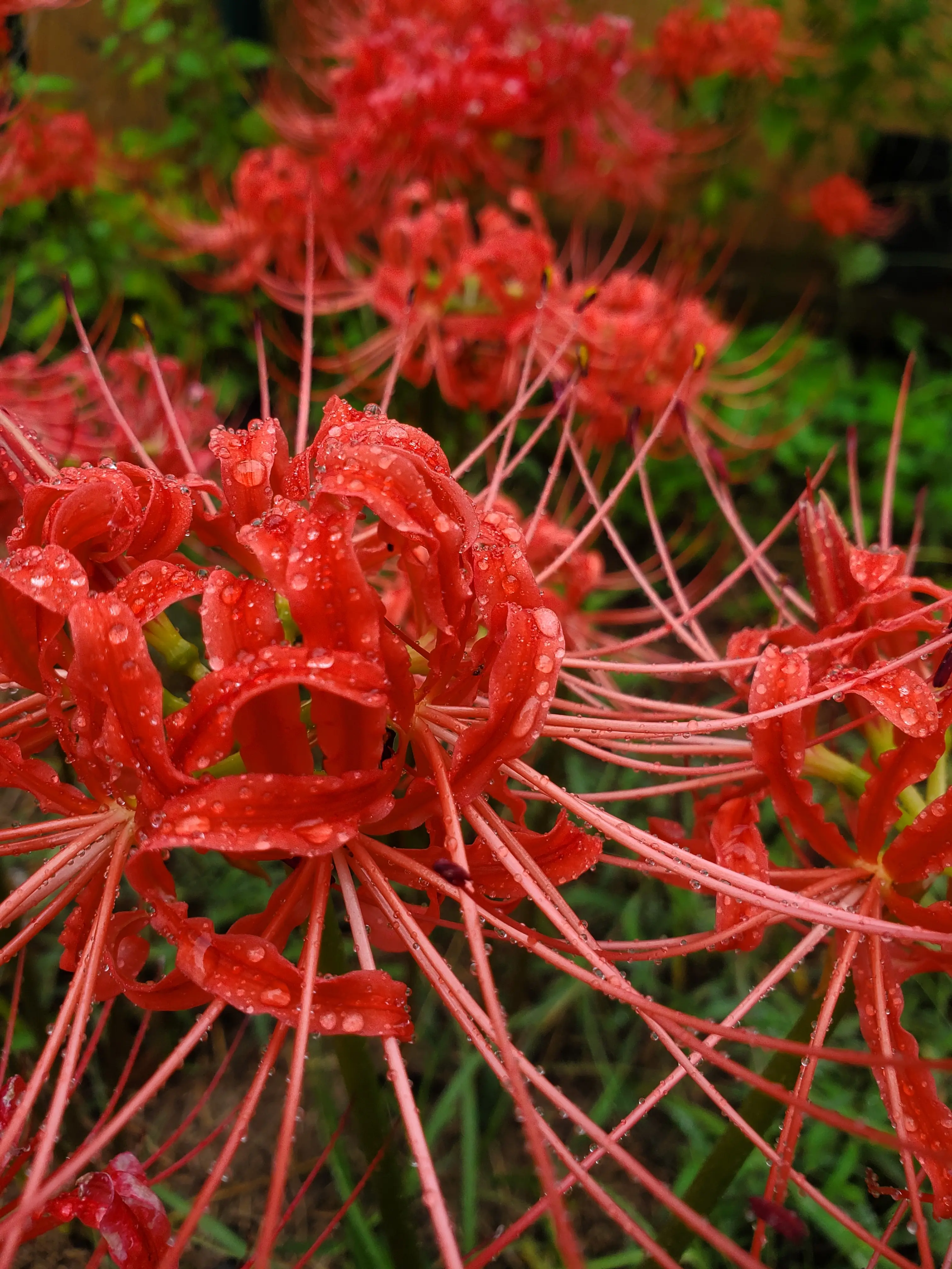 Vibrant Red Spider Lilies (2): Fresh, Healthy Bulbs!