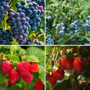 Mixed Berry Seeds Kit for Planting, 1060PCS Heirloom Non-GMO Fruit Seeds Including Grapes, Strawberries, Blueberries & Raspberries for Home Garden Outdoor Growing