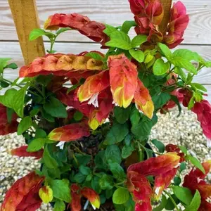 Red Yellow Shrimp Starter Plant- Beloperone Gutatta - Beautiful Blooms ship in pot