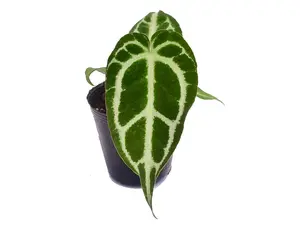 Anthurium crystallinum Silver seedling
