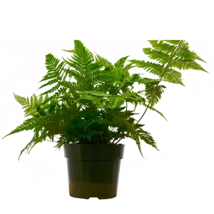 'Autumn' Fern - 6" Pot - NURSERY POT ONLY